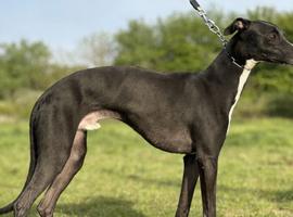 Stud available - Bonnywhip Flacks