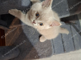 For sale British Shorthair