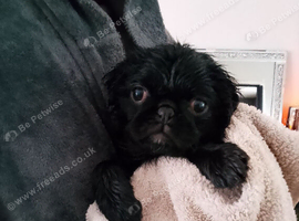 Pug puppy