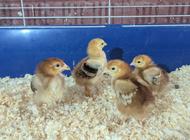 Road island red bantam chicks.