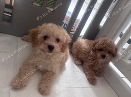 Last boys remaining beautiful cavapoo pups