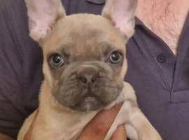 4 Frug Puppies left