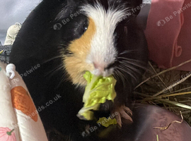 Year old Male Guinea pig