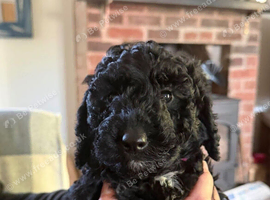 Sproodle puppie