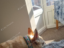 6 year old male chihuahua