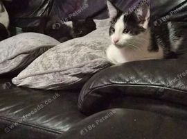 Boy kitten