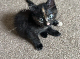 2 beautiful kittens