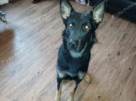 1year old German shepherd