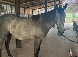 Flashy grey roan 3 year old mare.