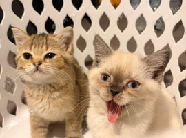 1 Beautiful white British Shorthair Kitten left all female &ndash;