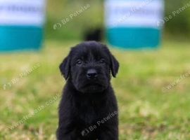 Working line Giant schnauzer puppies