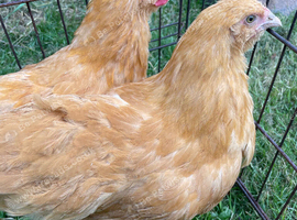 Various young chickens