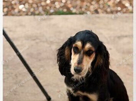 15 month old cocker spaniel female kc registered