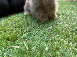 Angora doe