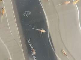 Cute axolotl babies