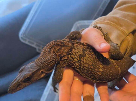 Captive Farmed (2024) Male Roughneck