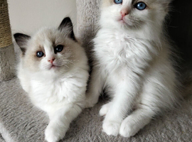 Ragdoll kittens