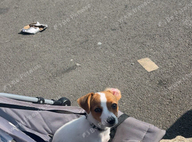 Female jack Russel