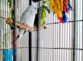 Sierra Parrot and Parrotlet Pair With Cage