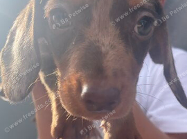 2 dachshund puppys