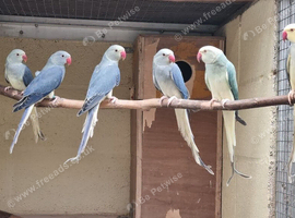 MUTATION RINGNECKS