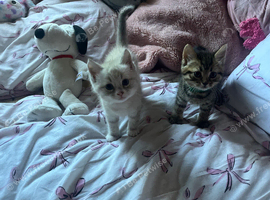 ragcoon mix, tabby male and lilac female 6 weeks old