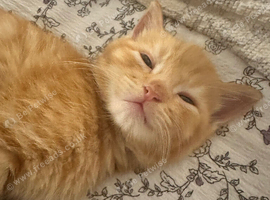 Absolutely Adorable litter of Burmese cross kittens for sale Near Totnes in Devon
