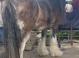 Horses, pony&rsquo;s, carts, harness and horse boxes wanted