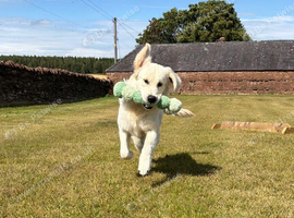 Golden retriever boy