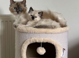 Ragdoll little girl ready now