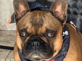 Male French bulldog