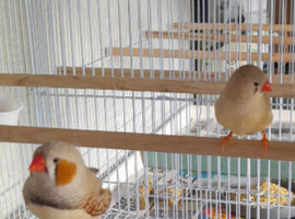 Breeding pair zebra finch