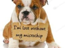 Professional mobile pet microchipping straight to your door, saving time, stress, unnecessary trips to the vets and cheaper too!