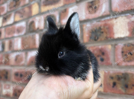 Lionhead Bunnies