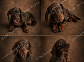 Miniature dachshund puppies KC registered
