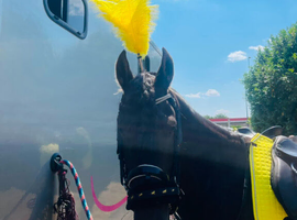 Friesian Gelding