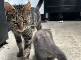 Kittens for sale