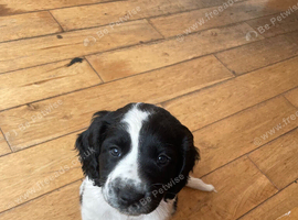 Sprocker puppy