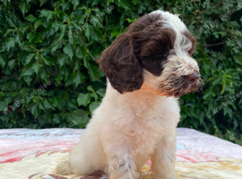Beautiful boy cockapoo