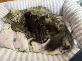 Beautiful kittens looking for forever homes ️
