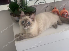 7 month old ragdoll
