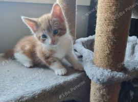 Ginger domestic shorthair moggies