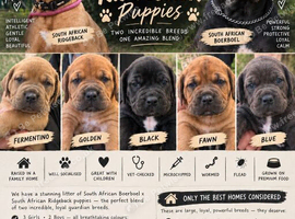 BOERBOEL SOUTH AFRICAN RIDGEBACK *Puppies*