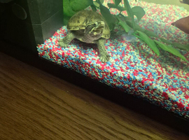 Musk turtle