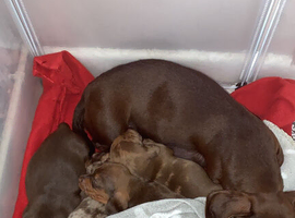 Lovely litter of males
