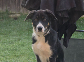 Tri coloured border collie.