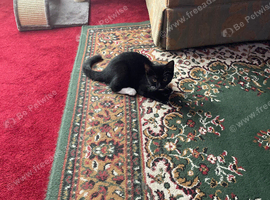 Black and white female cat