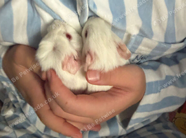 Two baby boy guinea pigs