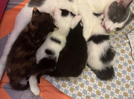 4 adorable kittens ready to leave 28/6