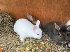 Hi for sale my Netherlands dwarf baby rabbits white